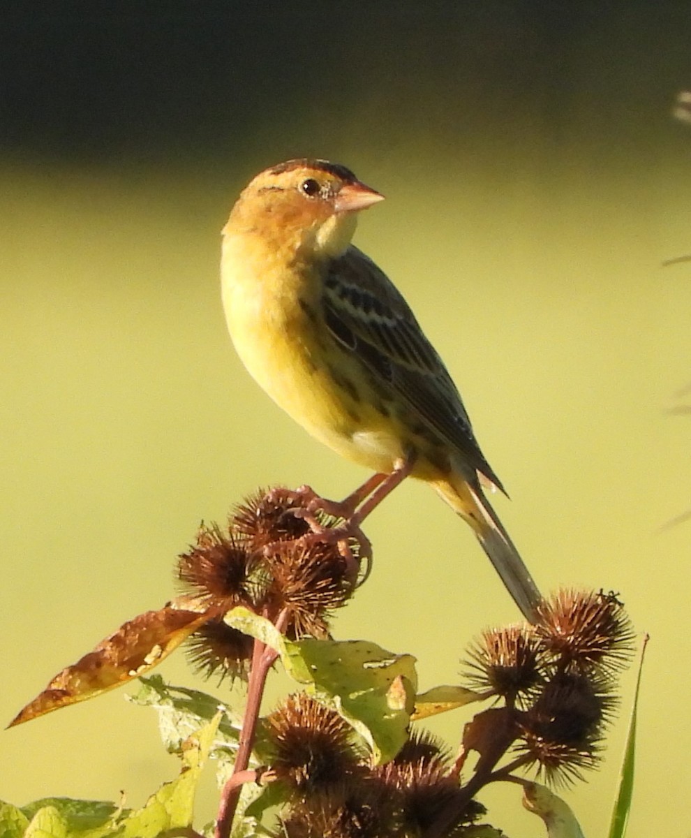 Bobolink - ML641406018