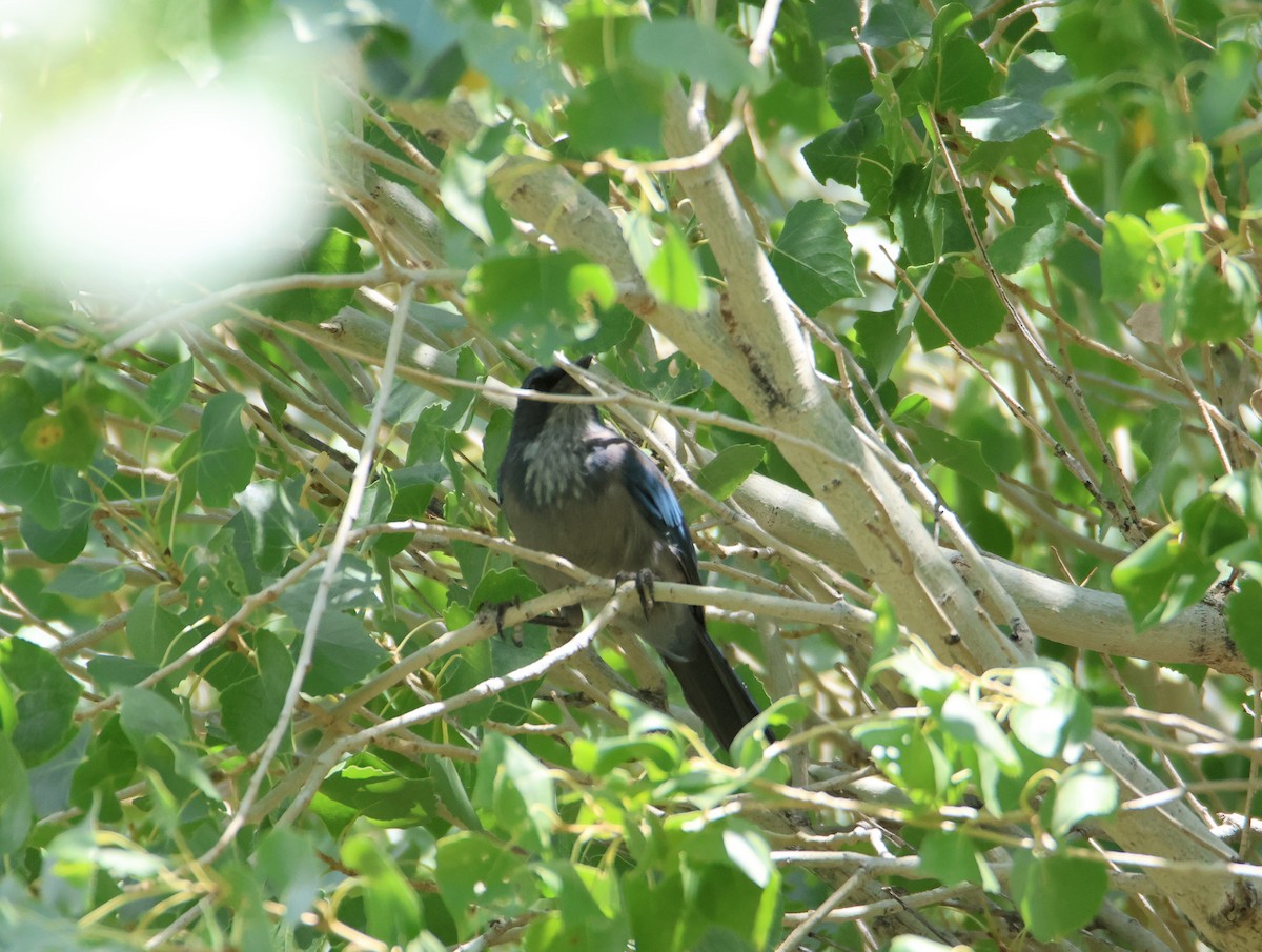 Woodhouse's Scrub-Jay - ML641406058