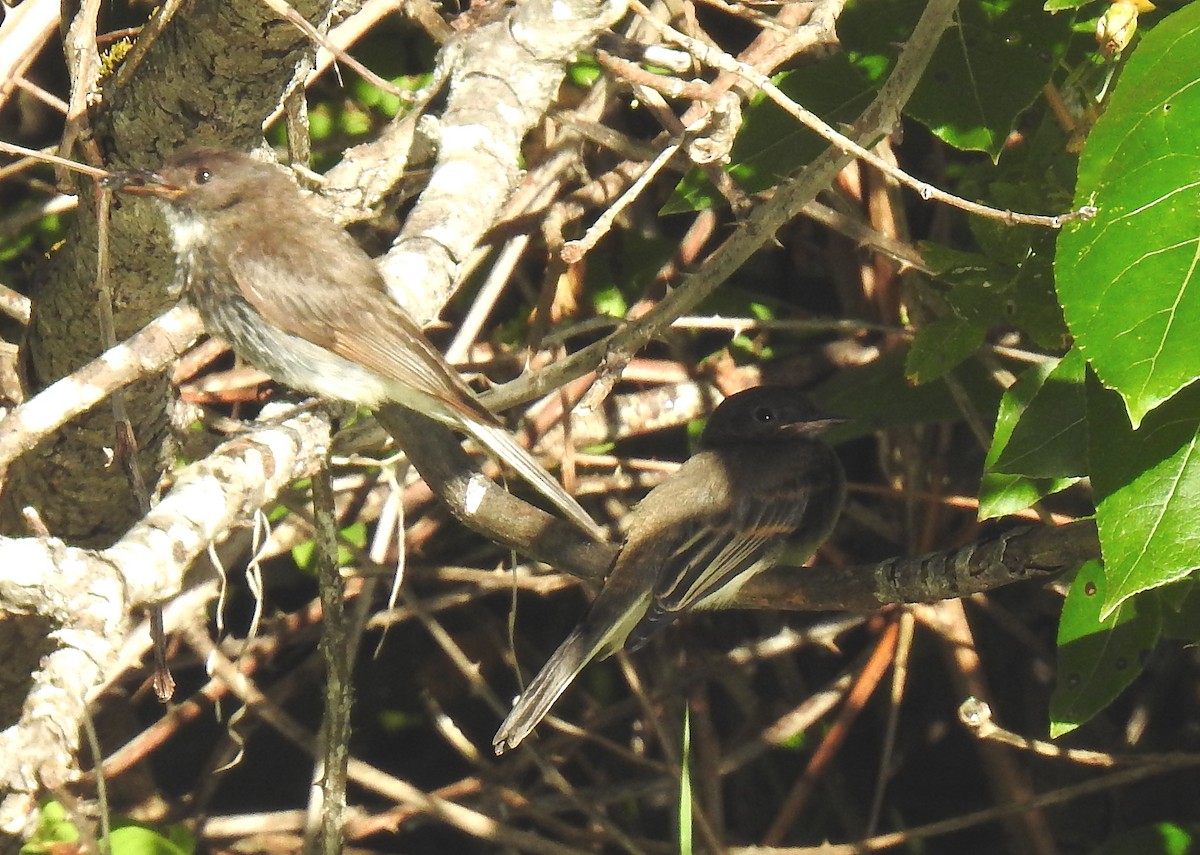 Black x Eastern Phoebe (hybrid) - ML641406069