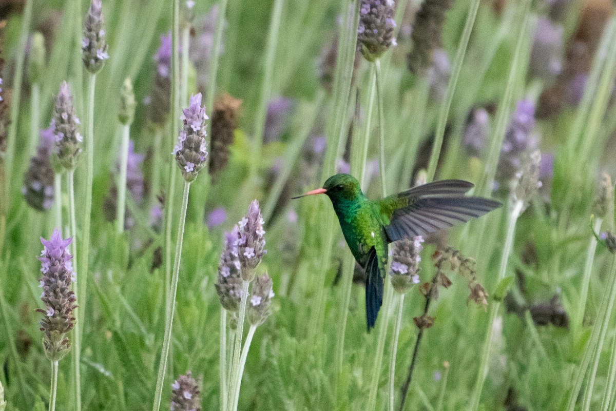 Glittering-bellied Emerald - ML641406073