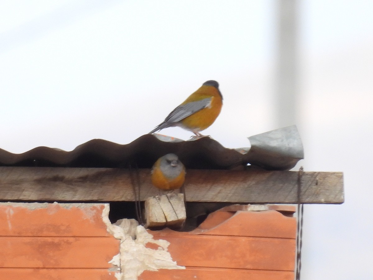 Peruvian Sierra Finch - ML641406079