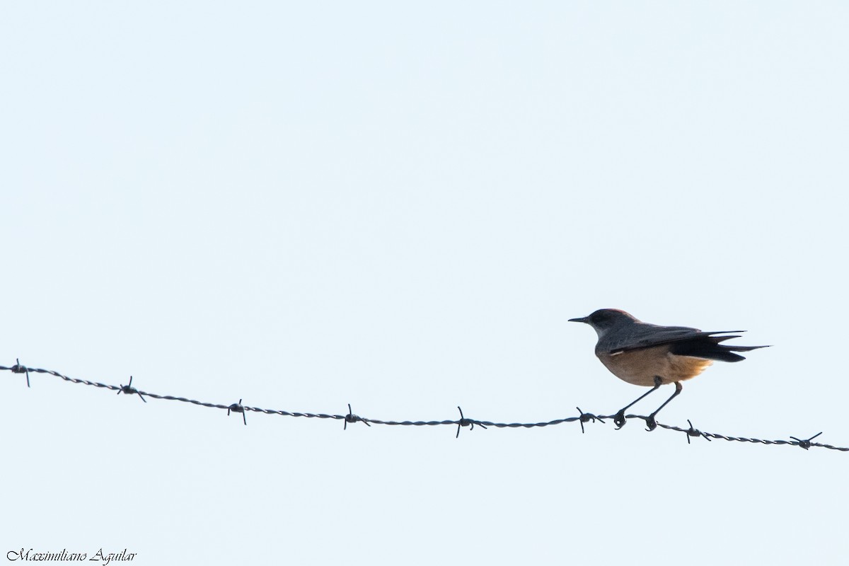 Cinnamon-bellied Ground-Tyrant - ML641406082