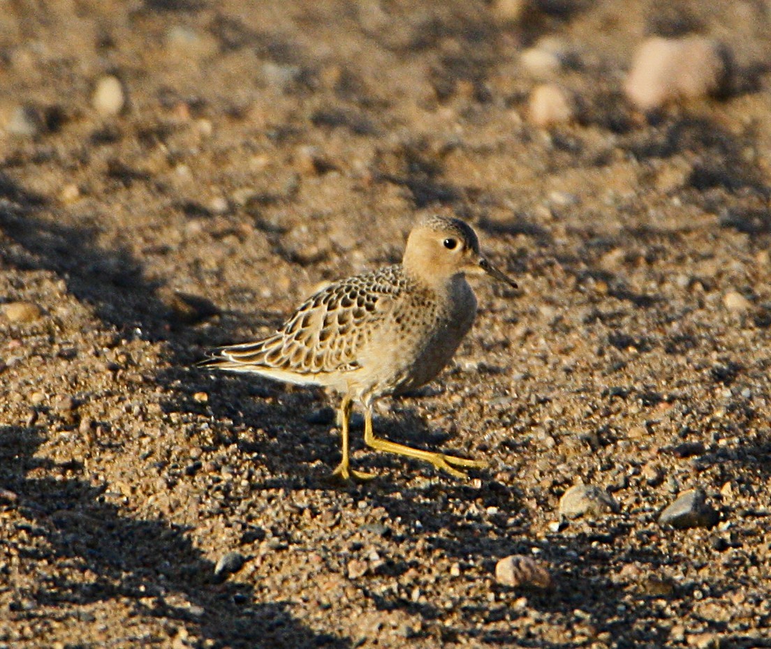 Buff-breasted Sandpiper - ML641406097