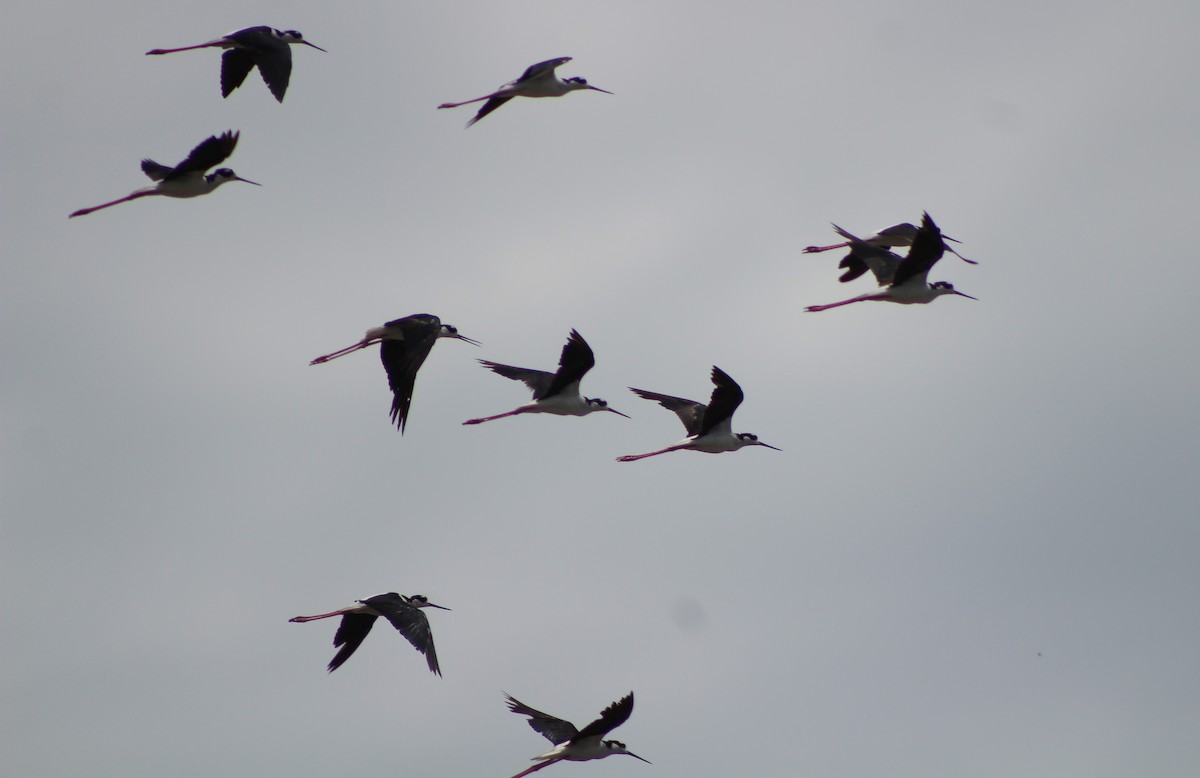 Black-necked Stilt - ML641406100