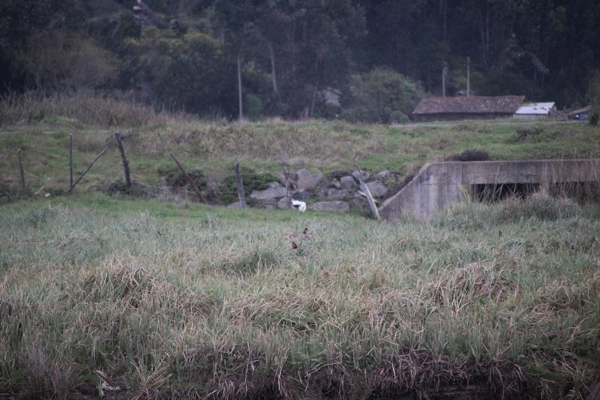 Long-tailed Meadowlark - ML641406102