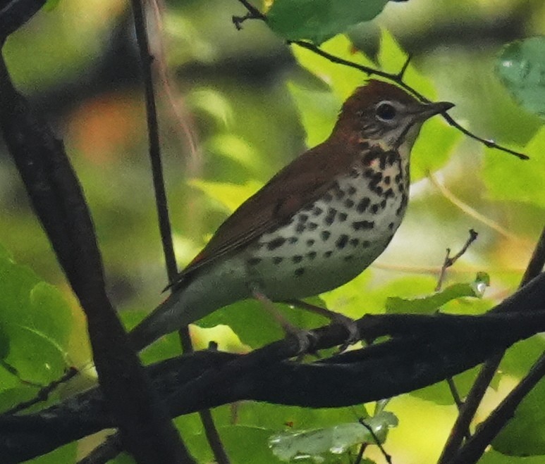 Wood Thrush - ML641406104