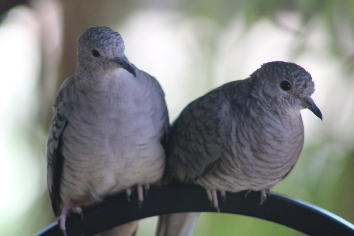 Inca Dove - ML641406105