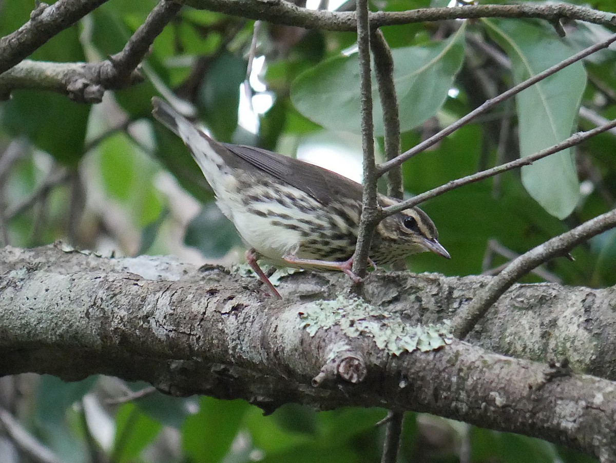 Northern Waterthrush - ML641406106