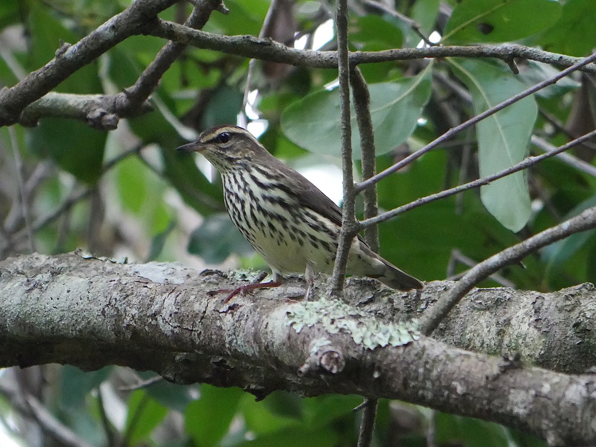 Northern Waterthrush - ML641406107