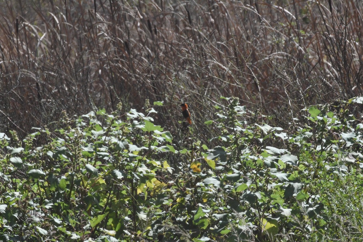 Northern Red Bishop - ML641406109