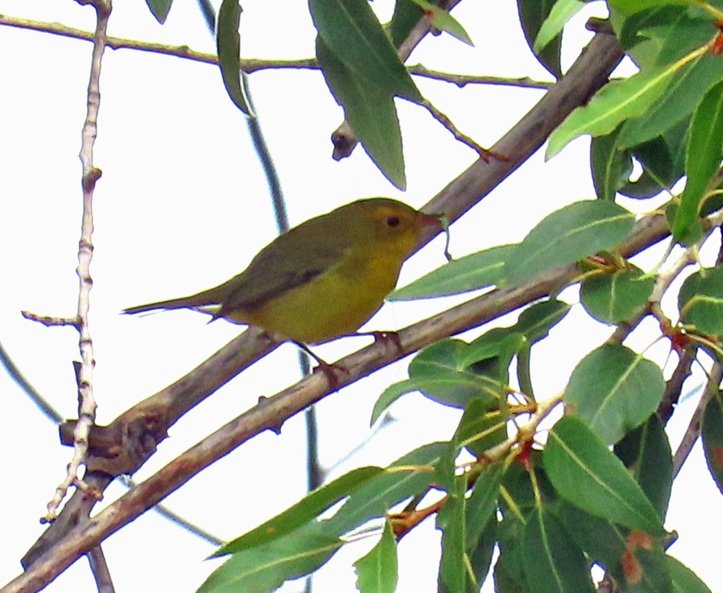Wilson's Warbler - ML641406110