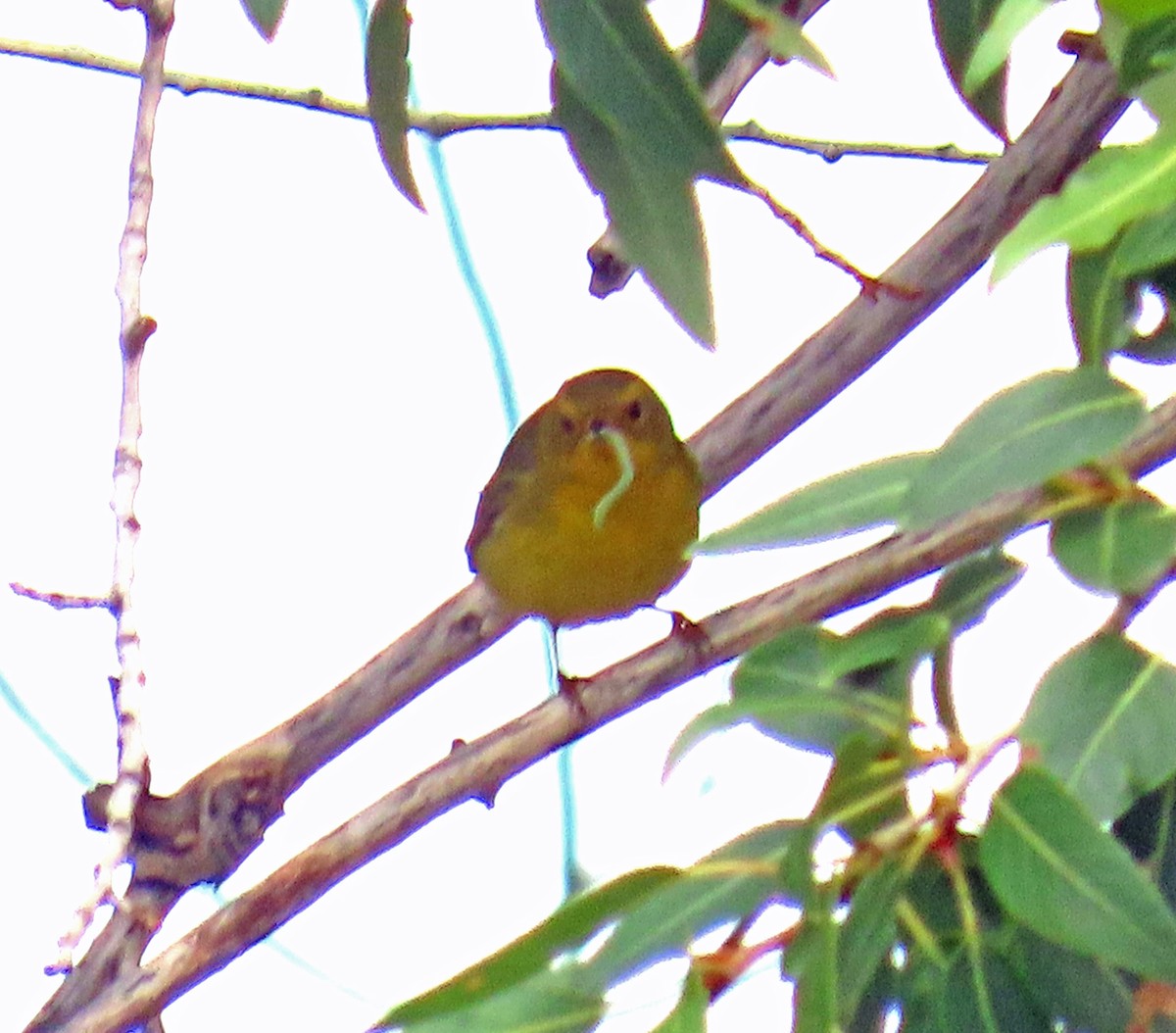 Wilson's Warbler - ML641406111