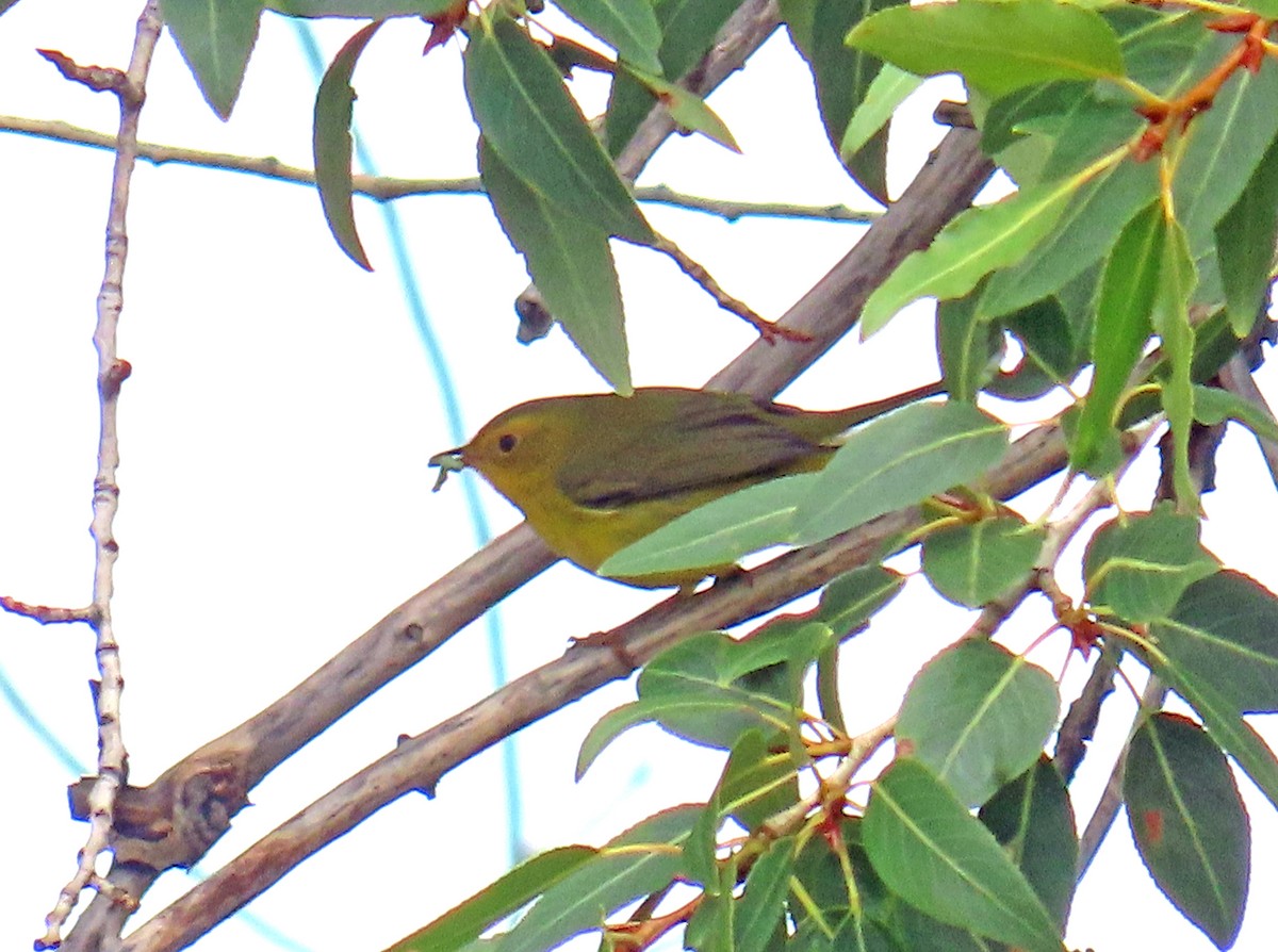 Wilson's Warbler - ML641406113