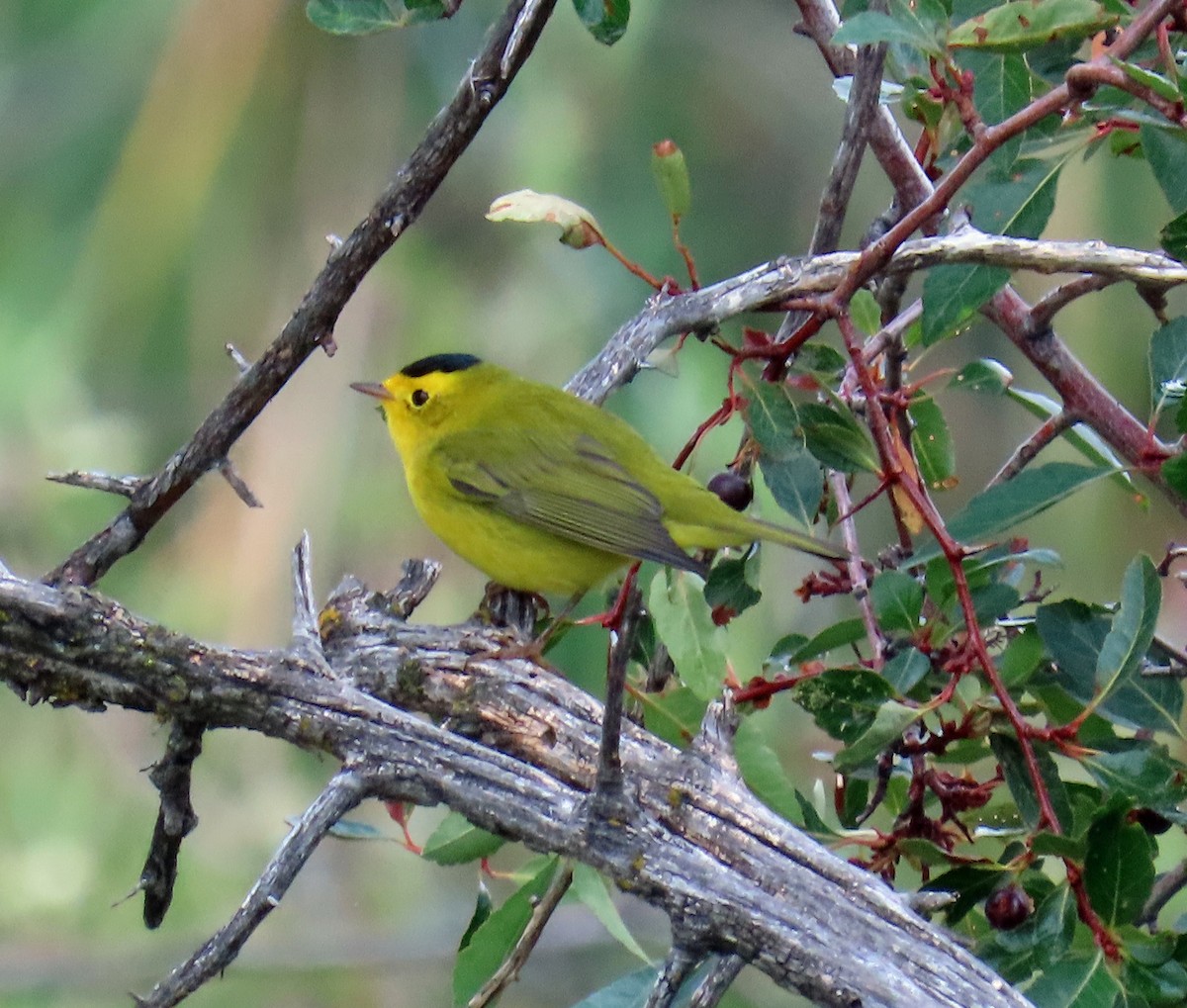 Wilson's Warbler - ML641406114