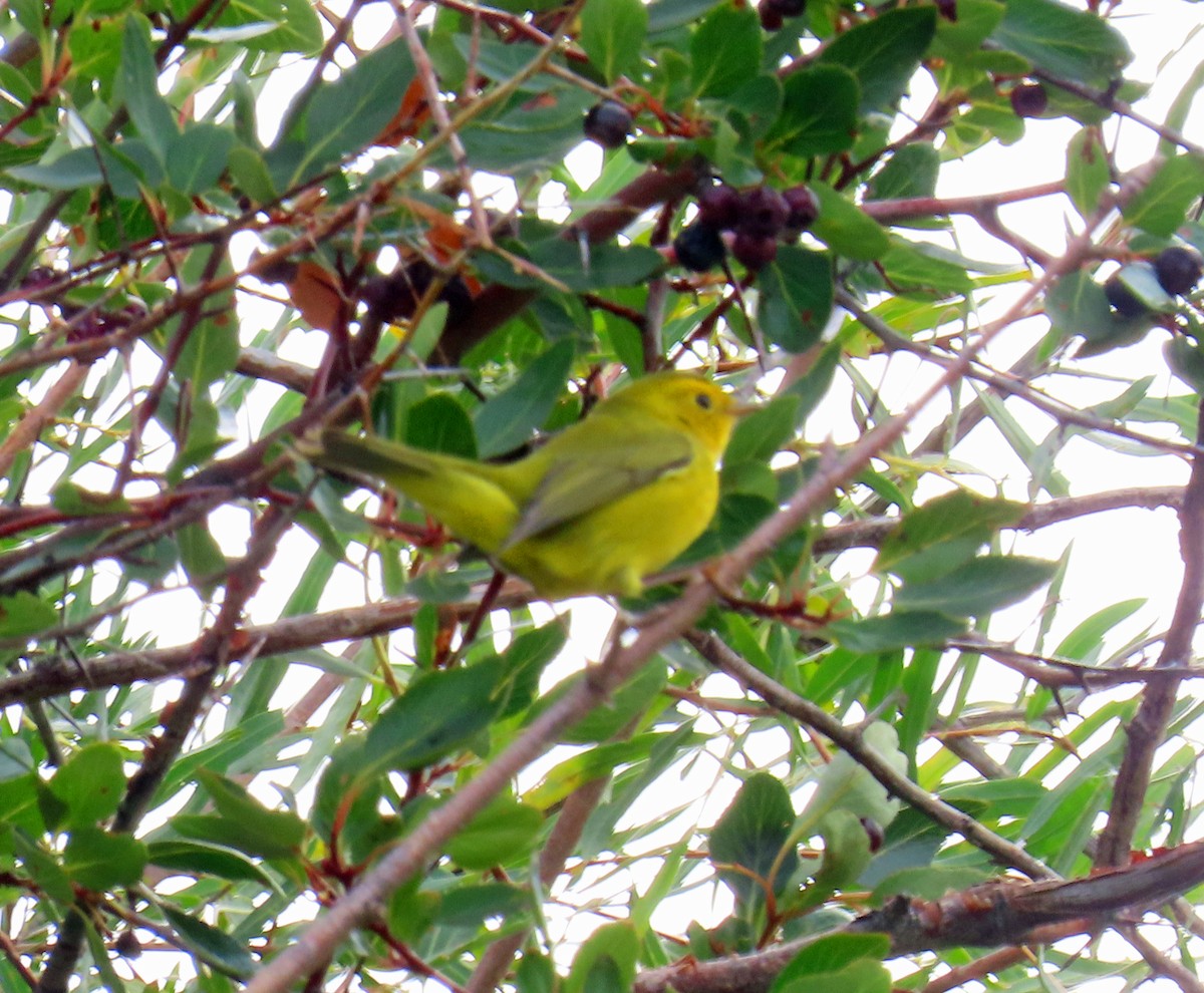 Wilson's Warbler - ML641406115