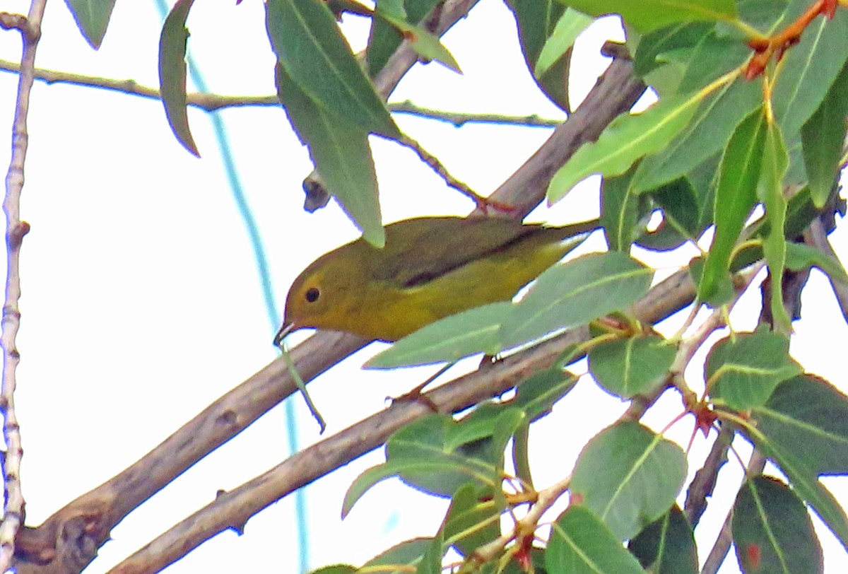 Wilson's Warbler - ML641406116
