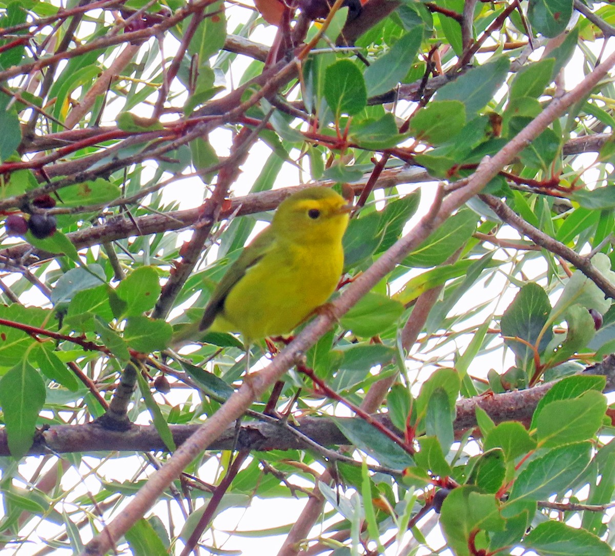 Wilson's Warbler - ML641406117