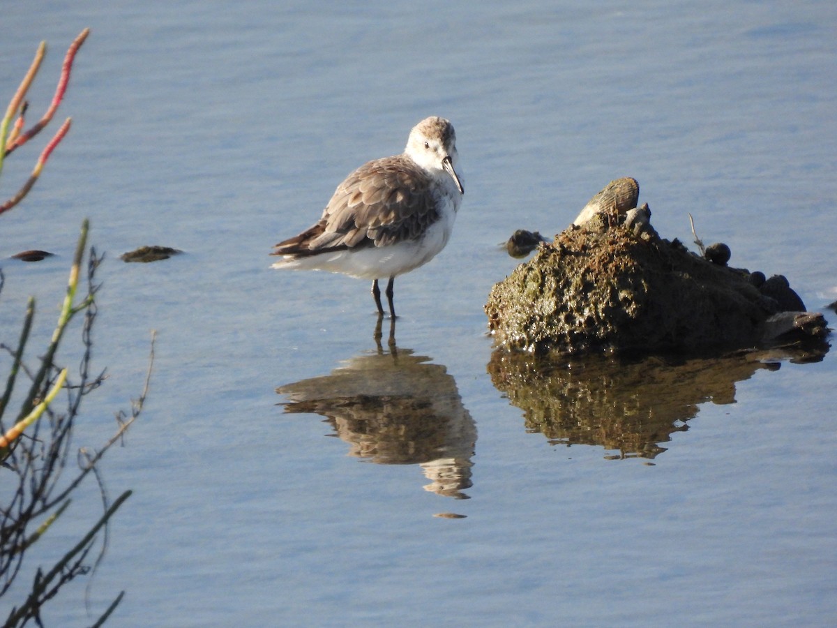 Western Sandpiper - ML641406118