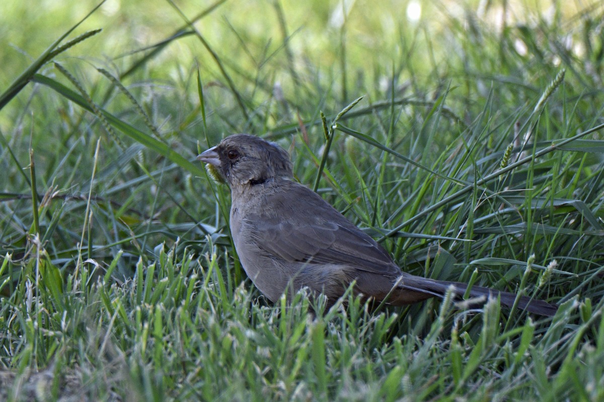 Abert's Towhee - ML641406119