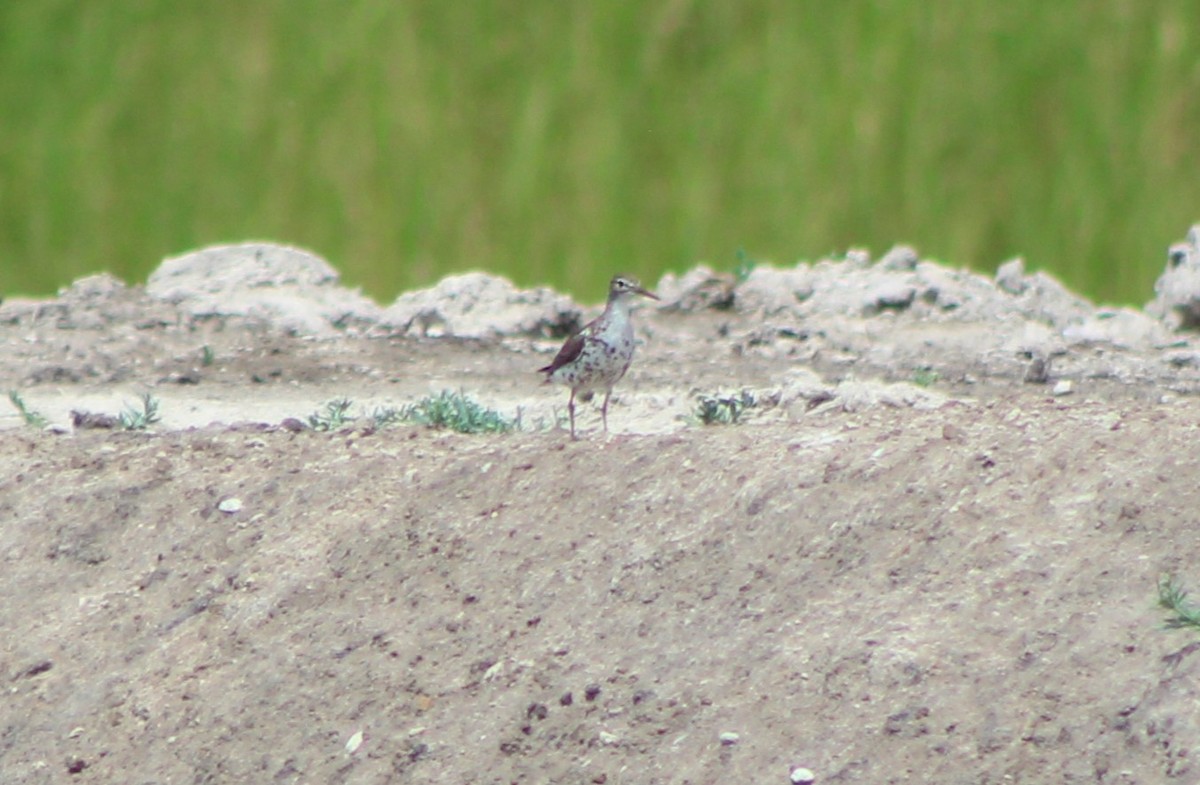 Spotted Sandpiper - ML641406120