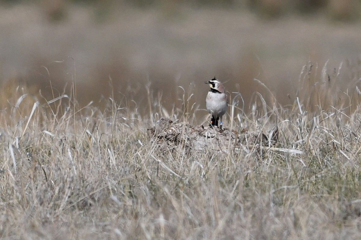 Horned Lark - ML641406123