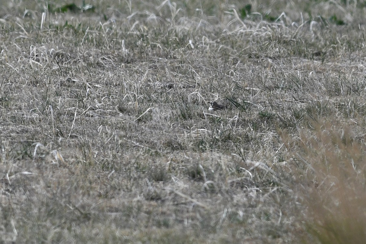 Horned Lark - ML641406124