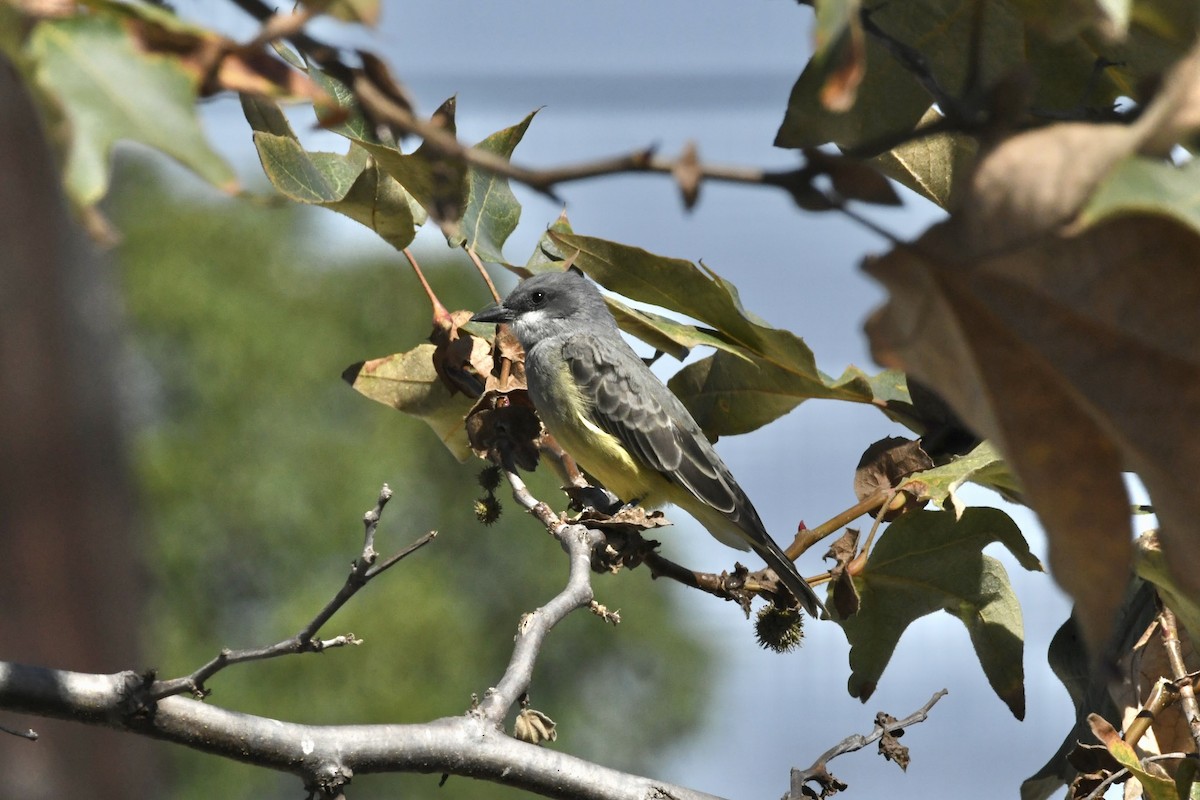 Cassin's Kingbird - ML641406125