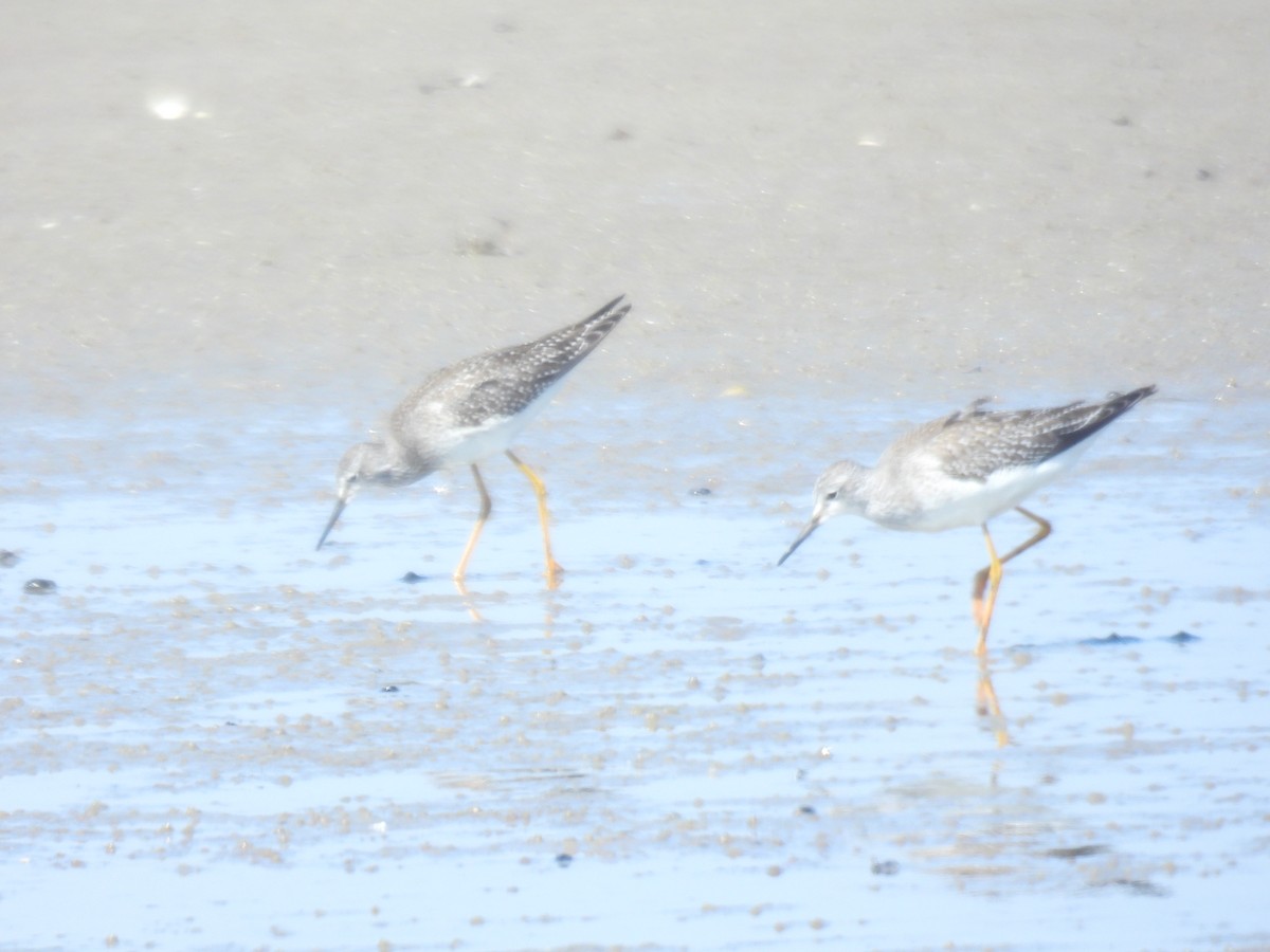 Lesser Yellowlegs - ML641406126