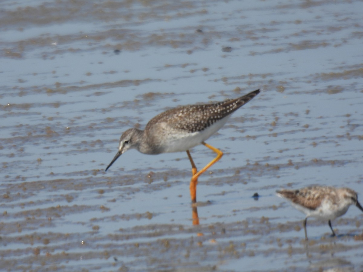 Lesser Yellowlegs - ML641406127