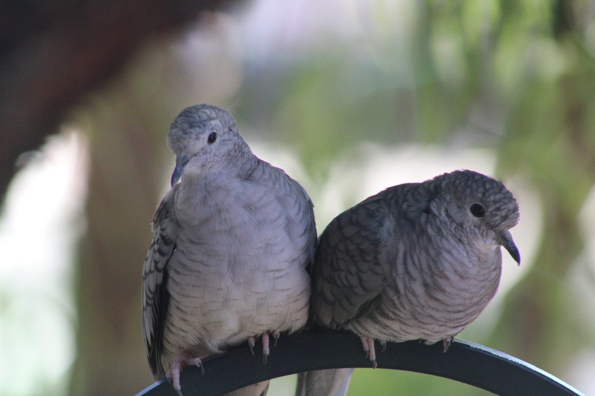 Inca Dove - ML641406128