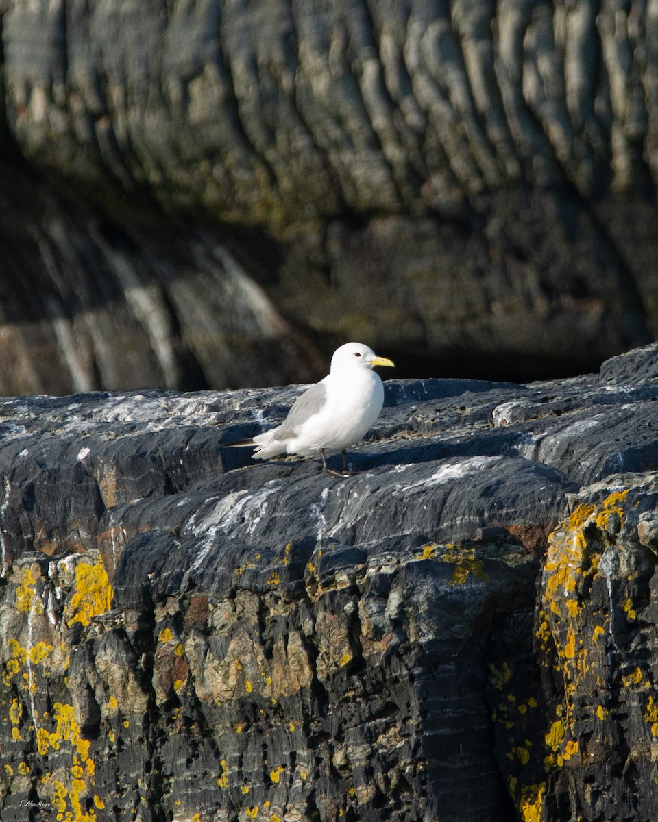 Black-legged Kittiwake - ML641406129