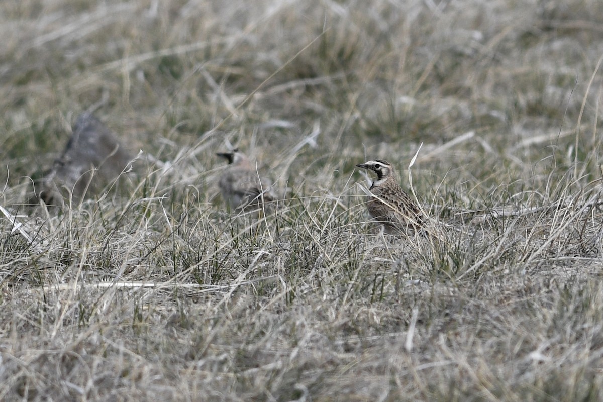 Horned Lark - ML641406130