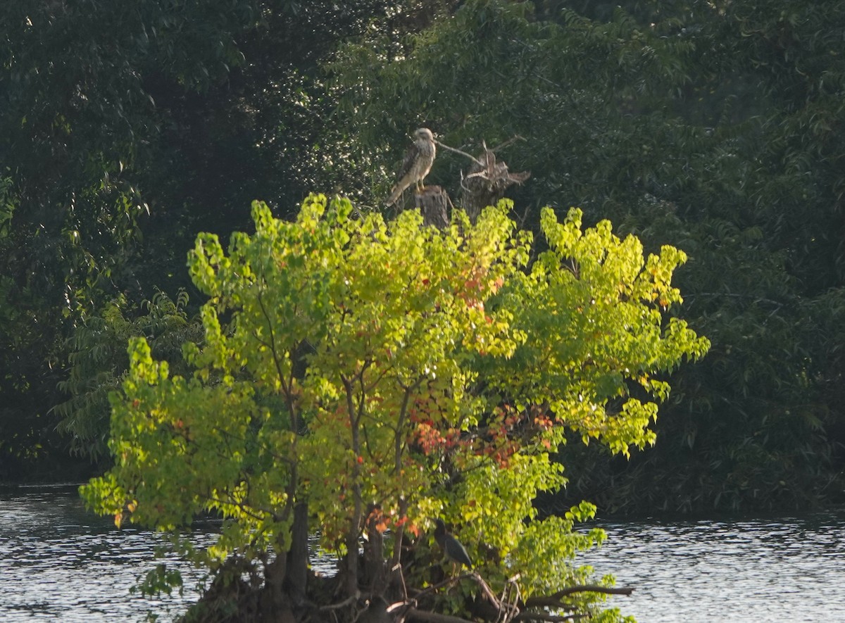 Red-shouldered Hawk - ML641406131