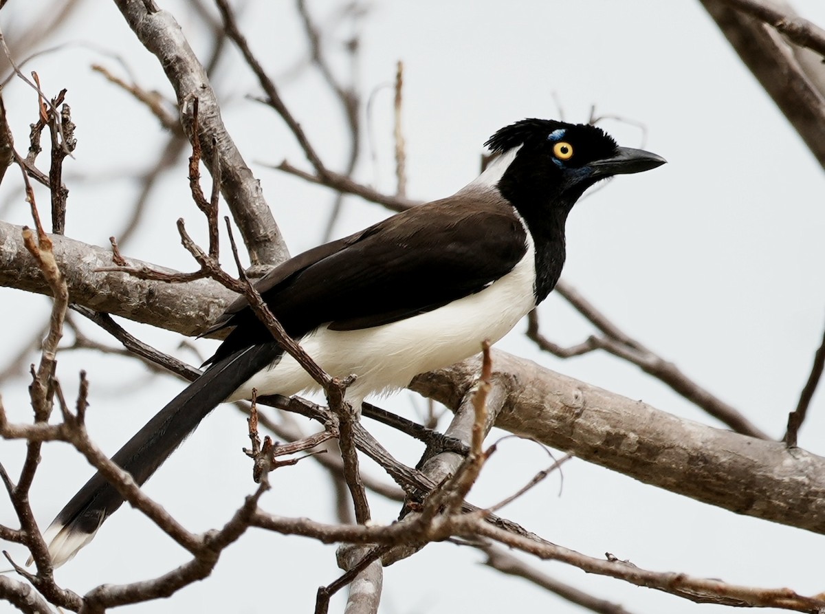 White-naped Jay - ML641406140