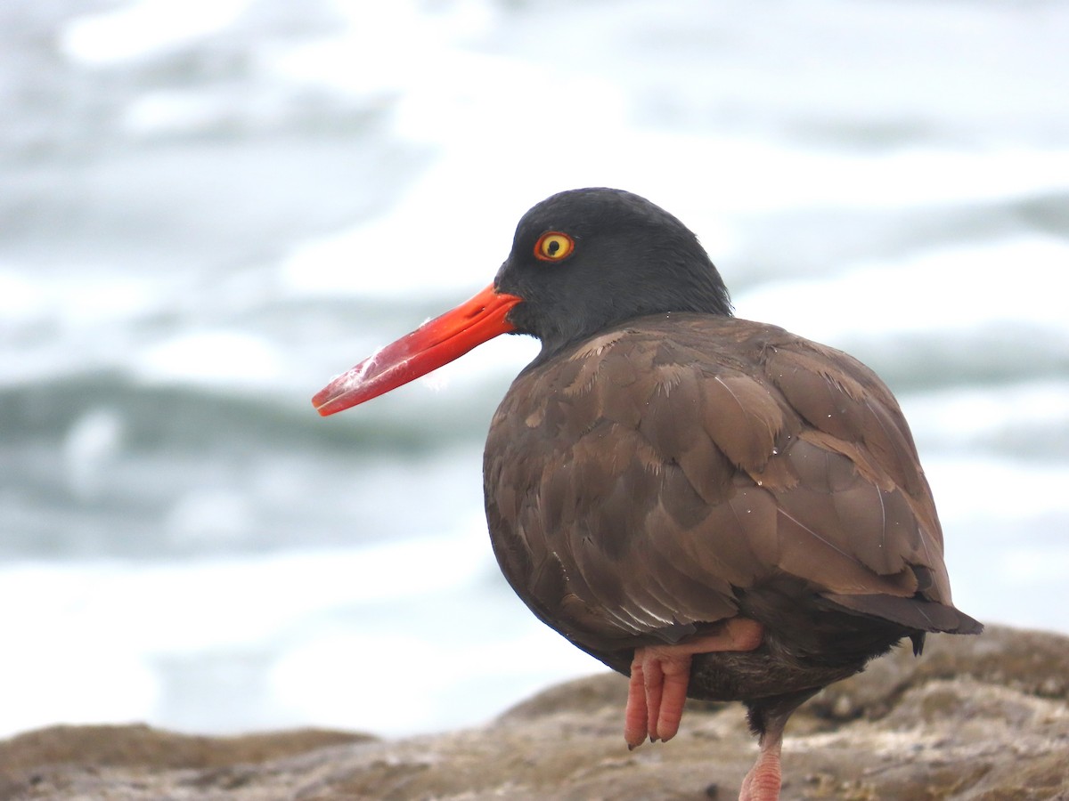 Black Oystercatcher - ML641406143