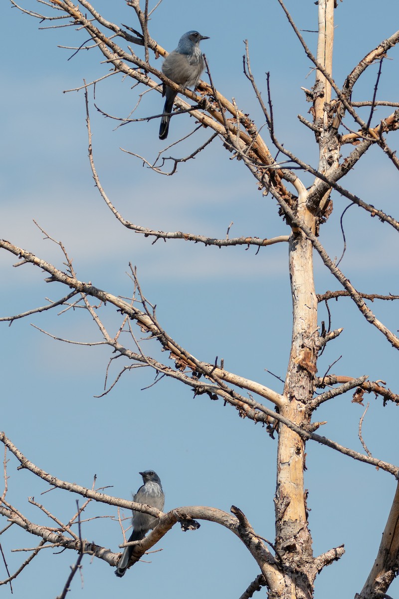 Woodhouse's Scrub-Jay - ML641406152