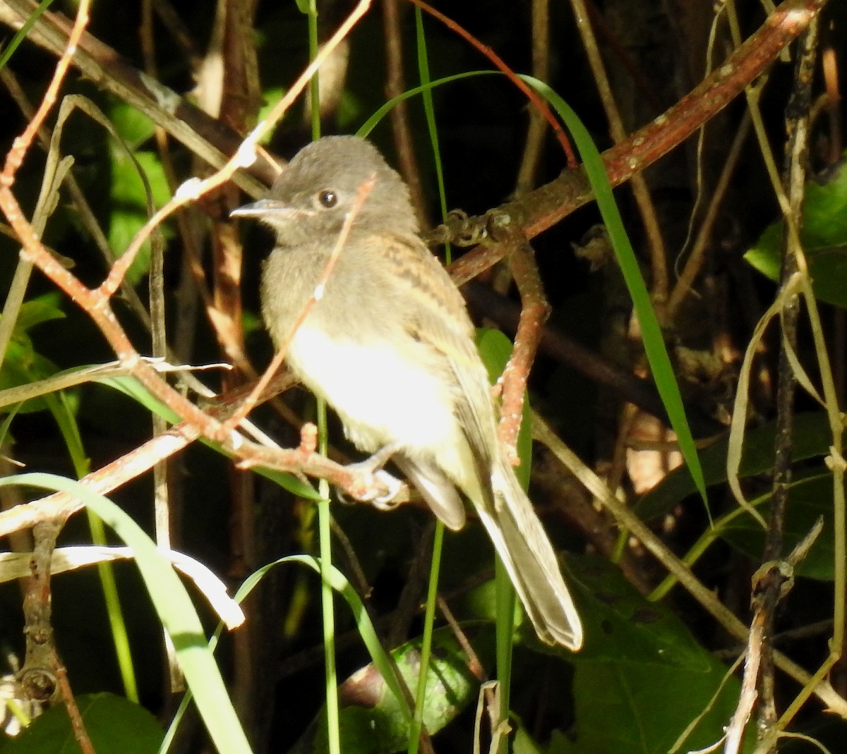 Black x Eastern Phoebe (hybrid) - ML641406156