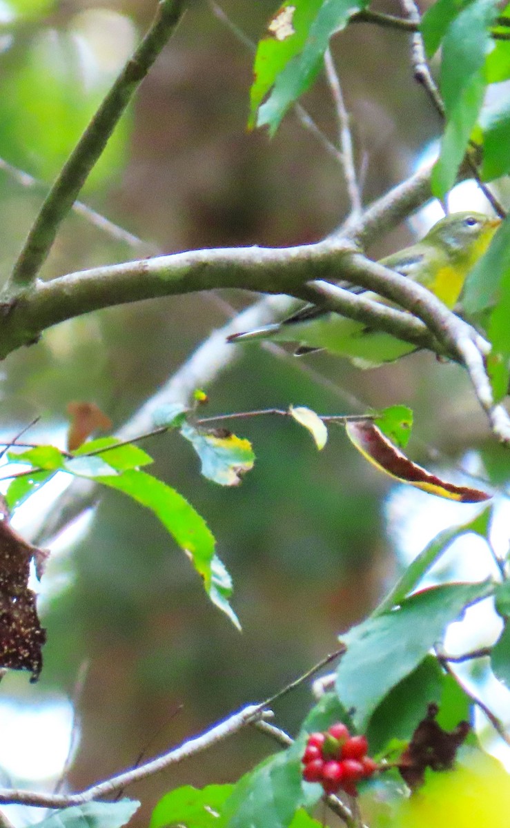 Northern Parula - ML641406157