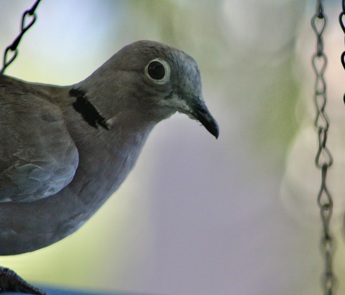 Eurasian Collared-Dove - ML641406161