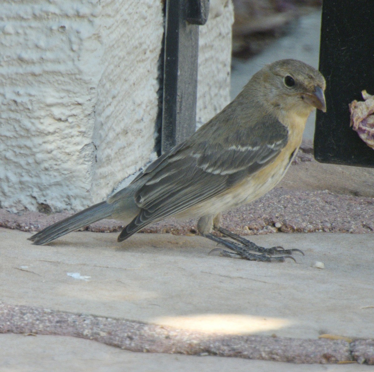 Lazuli Bunting - ML641406162