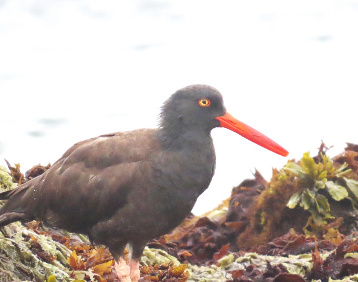 Black Oystercatcher - ML641406163
