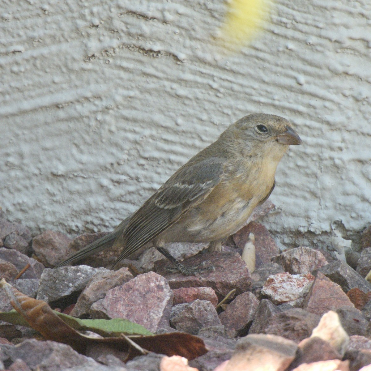 Lazuli Bunting - ML641406164