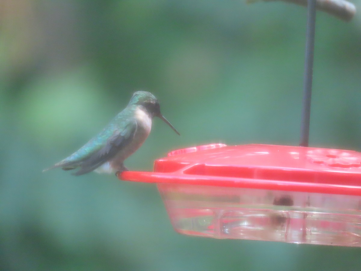 Ruby-throated Hummingbird - ML641406185
