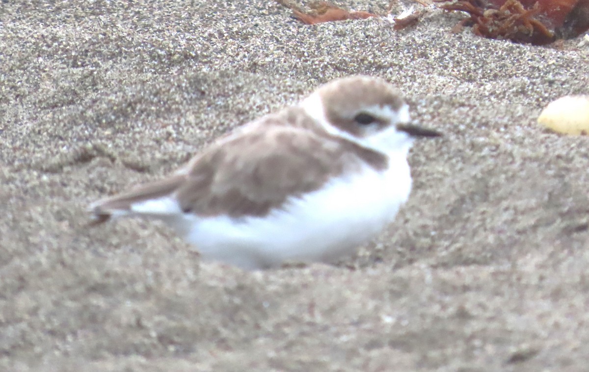 Snowy Plover - ML641406187