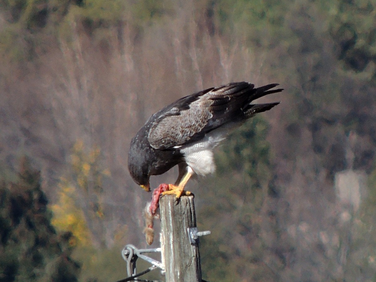 Black-chested Buzzard-Eagle - ML641406194