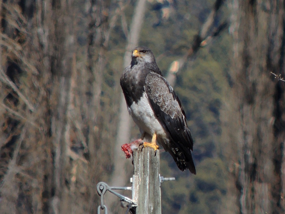 Black-chested Buzzard-Eagle - ML641406197