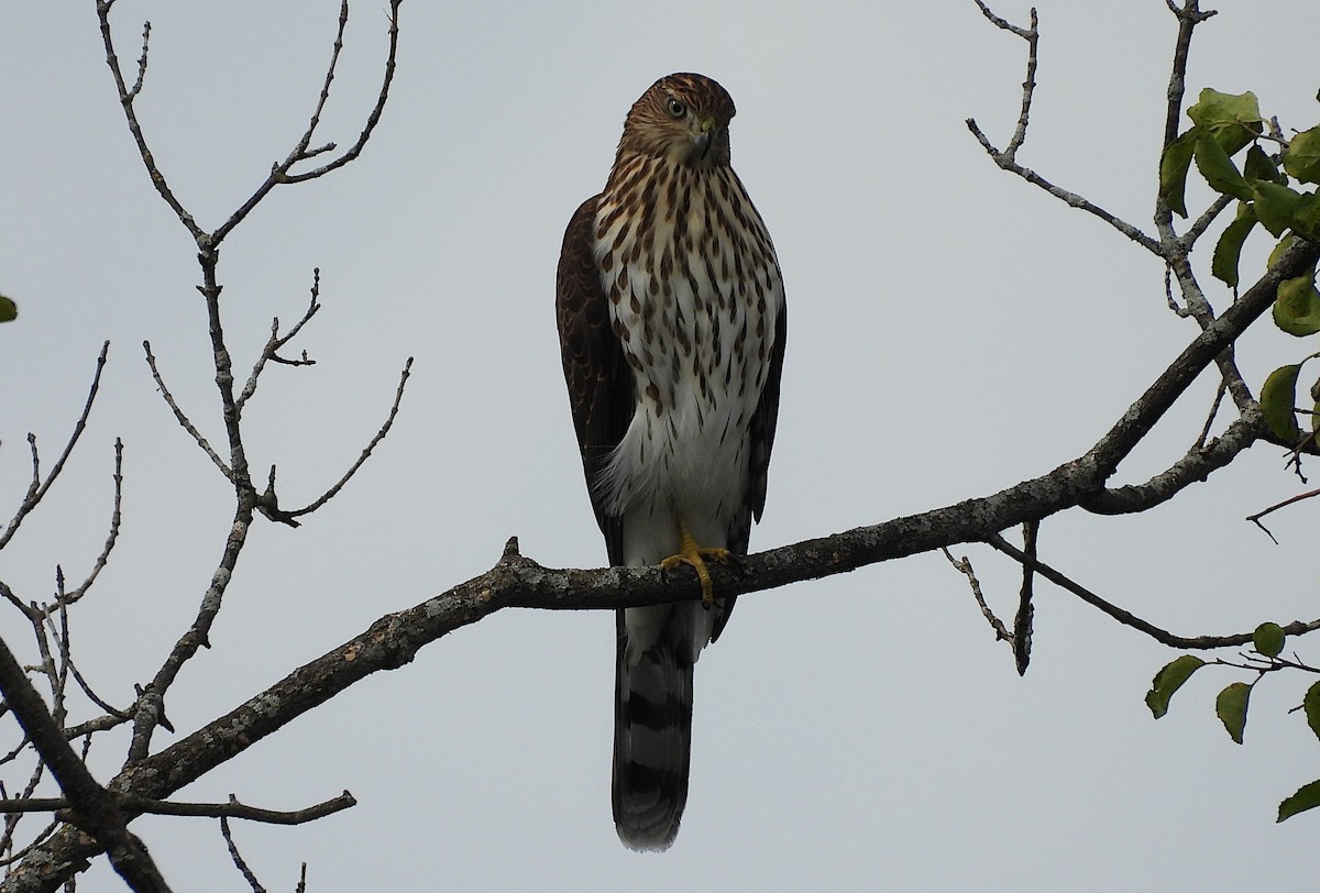 Cooper's Hawk - ML641406205