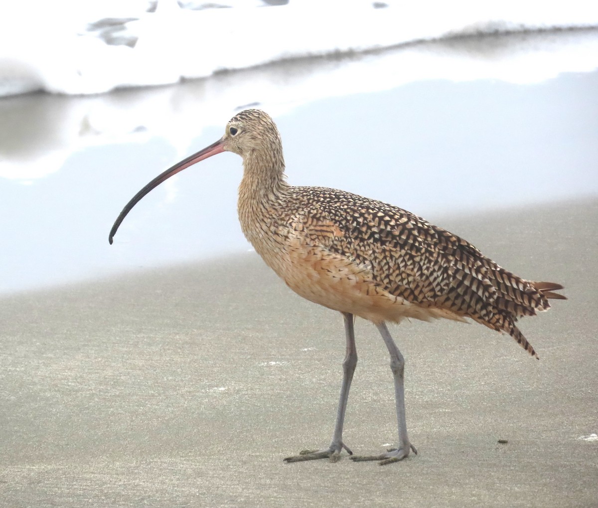 Long-billed Curlew - ML641406210