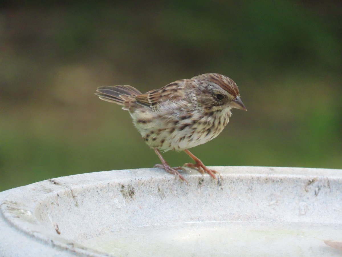 Song Sparrow - ML641406232