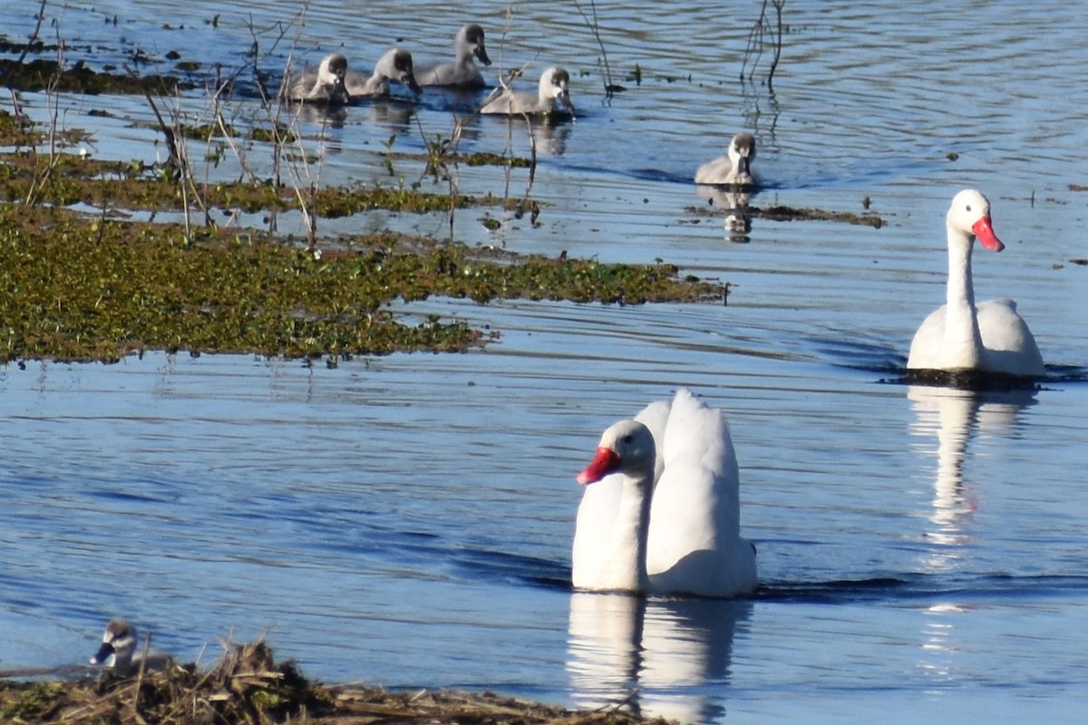 Coscoroba Swan - ML641406247